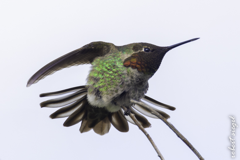 palo alto baylands 2025